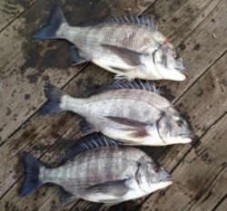 青井イカダでチヌ45cmを頭に3匹の釣果