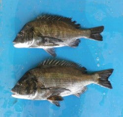 小橋磯で年なしチヌ51.7cmを頭に7匹