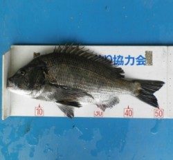 小橋磯で年なしチヌ51.7cmを頭に7匹