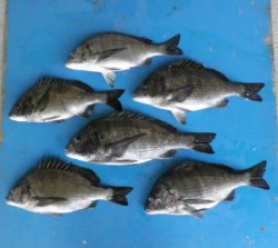 日引磯にてチヌ48.5cmを頭に6匹の釣果…
