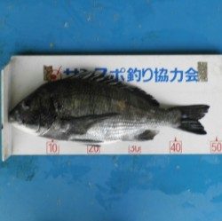 日引磯にてチヌ48.5cmを頭に6匹の釣果