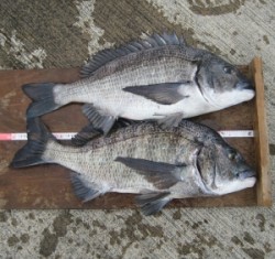 日引磯でチヌ51cmを頭に2匹の釣果