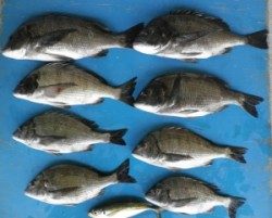 日引磯にてチヌ好調、これから更によくなりそう☆
