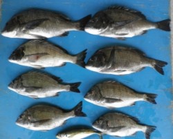 日引磯にてチヌ好調、これから更によくなりそ…