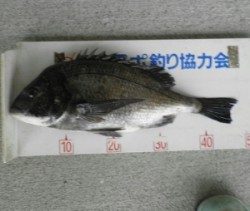日引磯にてチヌ好調、これから更によくなりそう☆