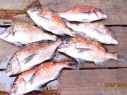 田井の海上釣り堀のマダイ釣果、エサはササミ…