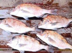 田井の海上釣り堀のマダイ釣果、エサはササミを使用