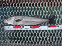 須磨海づり公園　シラサエビでハネ58cm