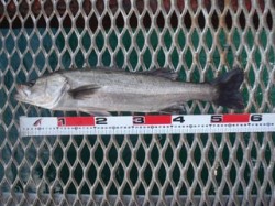 須磨海づり公園　シラサエビでハネ58cm