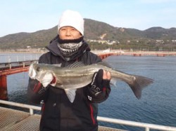 須磨海づり公園　シラサエビで良型ハネをキャ…