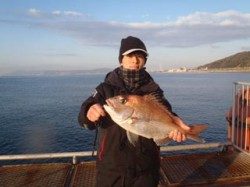須磨海づり公園　シラサエビでマダイの釣果