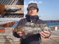 神戸市立須磨海づり公園　記録賞のアイナメ41cm