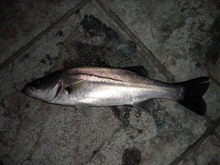 バチ抜けはまだか？