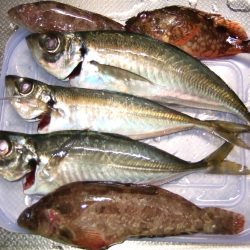 香住西港 尺アジ狙いも27㎝どまり