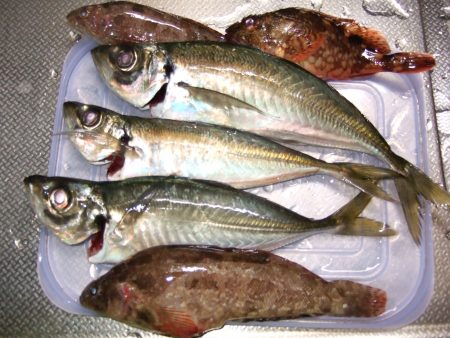 香住西港　尺アジ狙いも２７㎝どまり