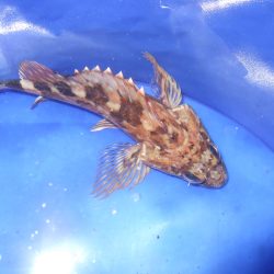 爆風の中でも、ガシラ！