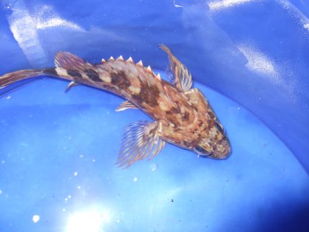 爆風の中でも、ガシラ！