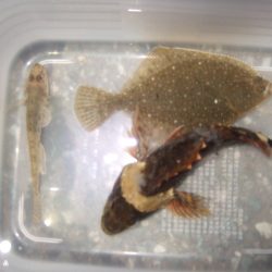 津居山釣行は次回に期待。