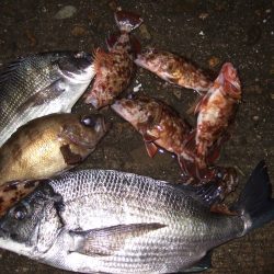 メバル、チヌ狙いで西中島に、両方釣れて満足！