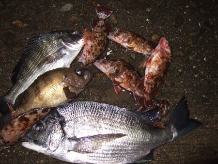 メバル、チヌ狙いで西中島に、両方釣れて満足…