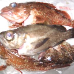 なんとかメバル!今朝の雨で濁っていましたが