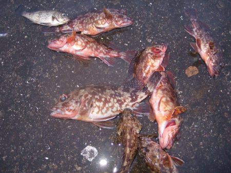 ガシラ祭りでした！