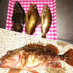 浅茂川周辺でのメバリング