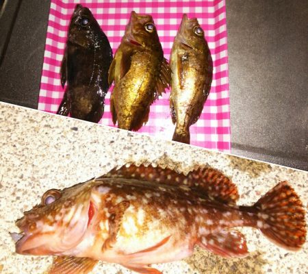 浅茂川周辺でのメバリング