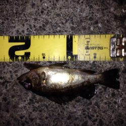 今年初のメバリングとカレイ