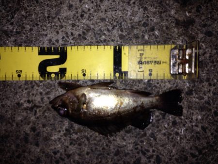 今年初のメバリングとカレイ