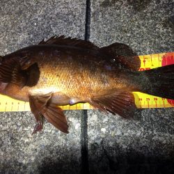 串本港　尺メバルをゲット