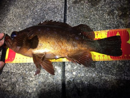 串本港　尺メバルをゲット