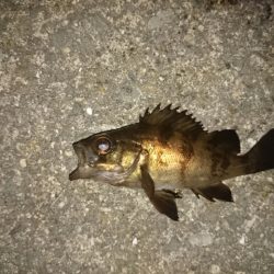 淡輪メバリング　まだまだ活性低いかな