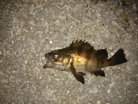 淡輪メバリング　まだまだ活性低いかな