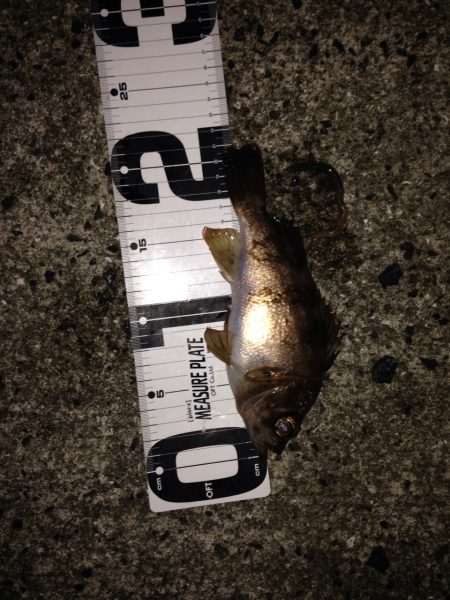 須磨　深夜メンバリング