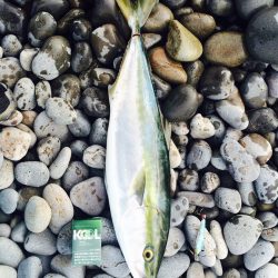 煙樹ヶ浜でショアジギング