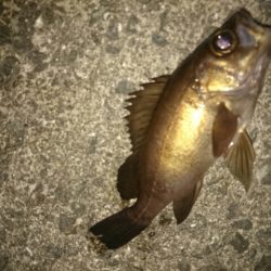 こいつは！いかん