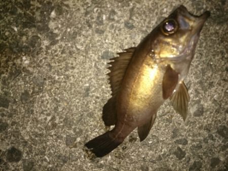 こいつは！いかん