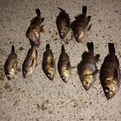 佐野漁港メバリング　久しぶりの2桁