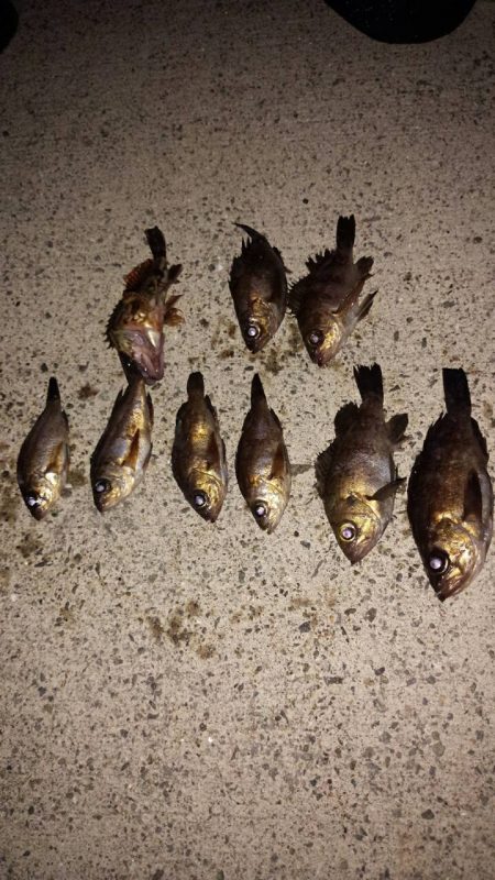 佐野漁港メバリング　久しぶりの2桁