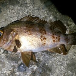 加太周辺のシャローメバリング
