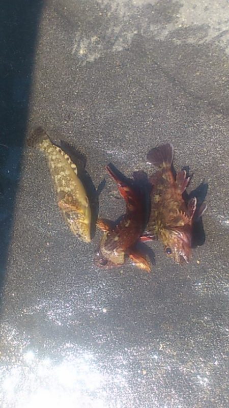 時期尚早？根魚も休眠中