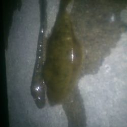 本命のアナゴに振られ　花見カレイ！？