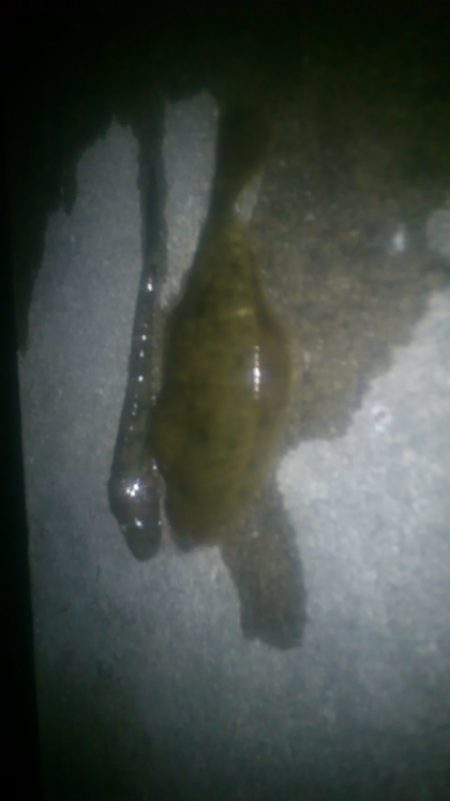 本命のアナゴに振られ　花見カレイ！？