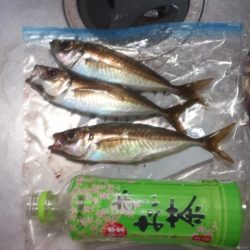 久美浜アジング♪