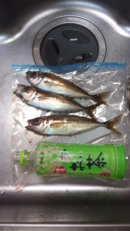 久美浜アジング♪