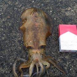 中紀のアオリイカはまだ早い・・・？