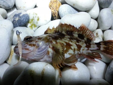 泉南のサーフでメバリング