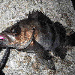 姫路メバル・ガシラ(2015-7)