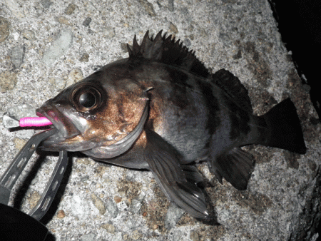 姫路メバル・ガシラ(2015-7)